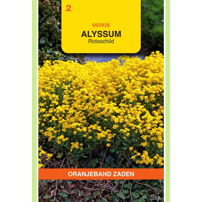 Oranjeband® Alyssum Saxatile Golddust