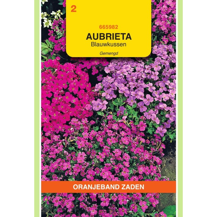 Oranjeband® Aubrietia Hybrida A Gr. Fleur Variee