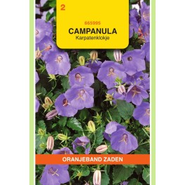 Campanula, Karpatenklokje