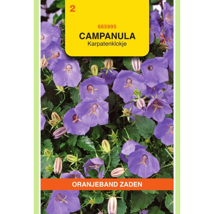 Oranjeband® Campanule Carpatica Bleue