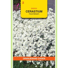 Oranjeband® Cerastium Tomentosum