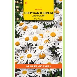 Chrysanthemum, Lage Margriet Silver Princess