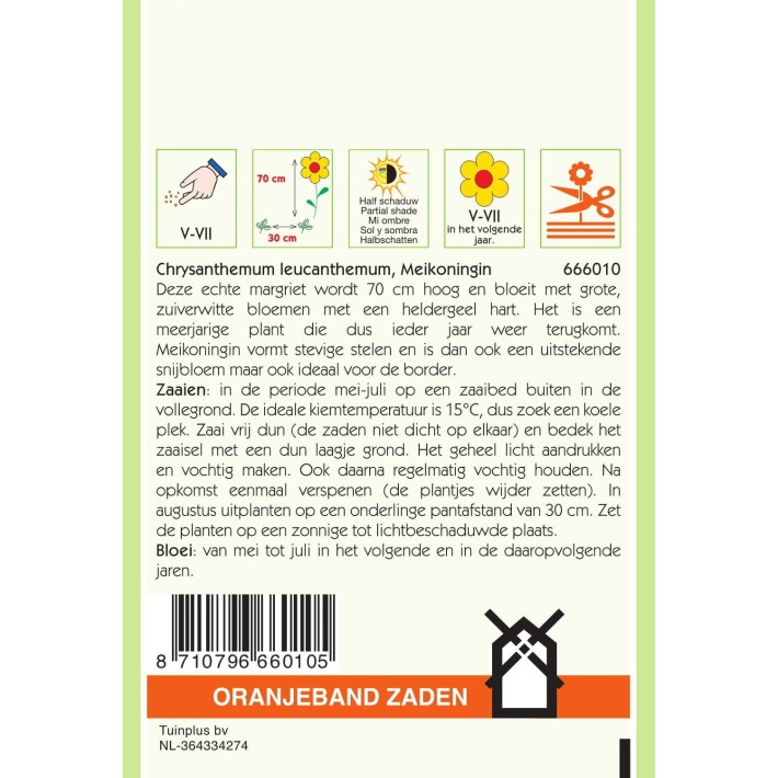 Oranjeband® Chrysanthemum Leucanthemum May Queen