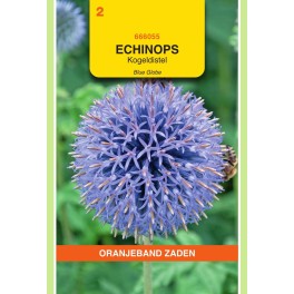 Oranjeband® Echinops Ritro / Blue Globe Thistle