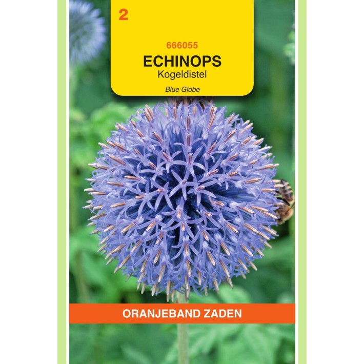 Oranjeband® Echinops Ritro boule azurée