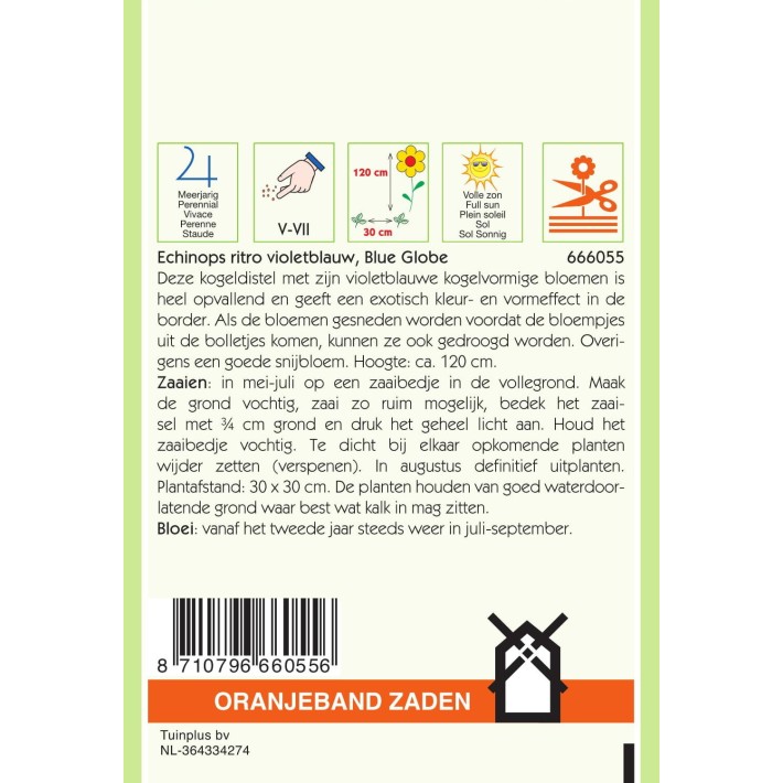 Oranjeband® Echinops Ritro boule azurée