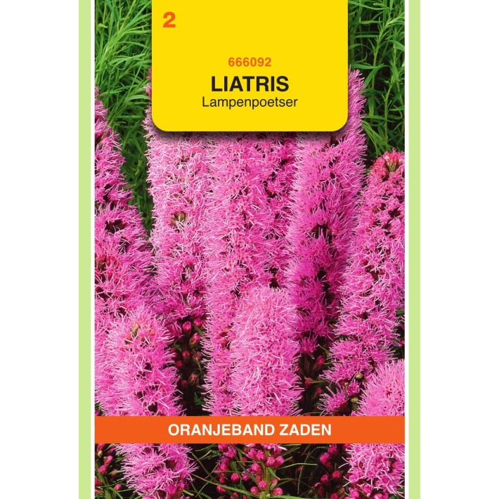 Oranjeband® Liatris Spicata Rouge Pourpre