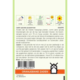 Oranjeband® Liatris Spicata Rouge Pourpre