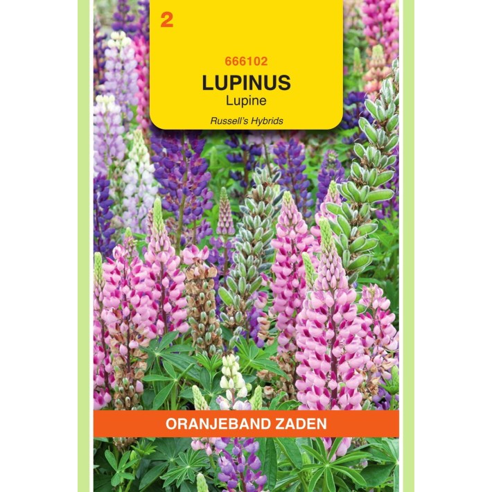 Oranjeband® Lupinus polyph. hybride de Russell varié
