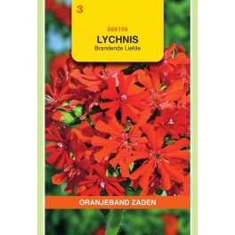 Oranjeband® Lychnis Croix De Jerusalem Rouge