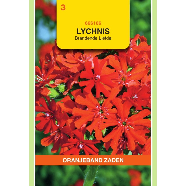 Oranjeband® Lychnis Croix De Jerusalem Rouge