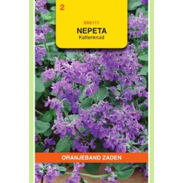 Oranjeband® Nepeta mussinii bleu