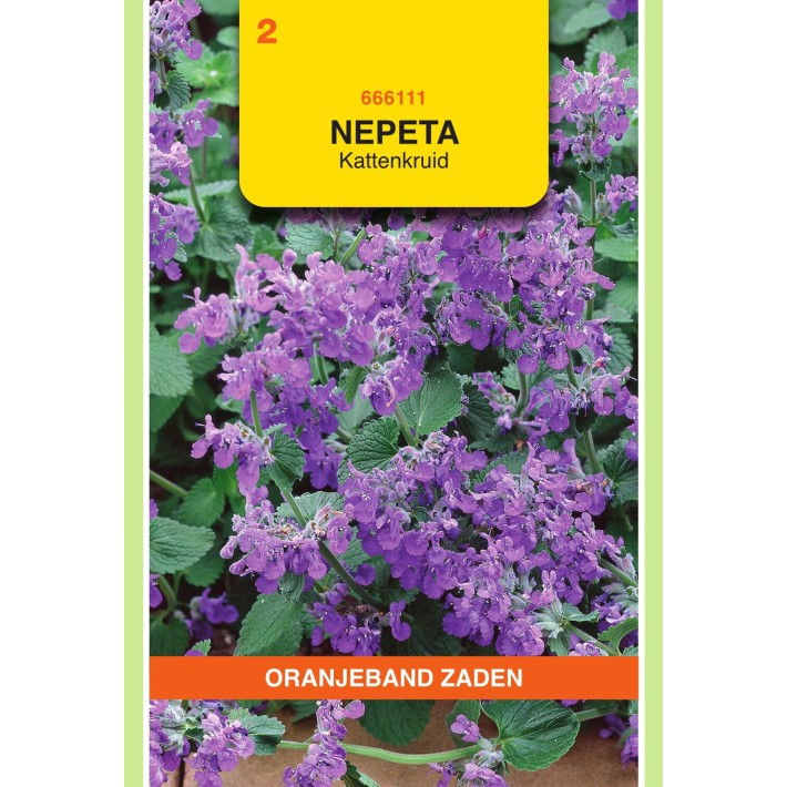 Oranjeband® Nepeta mussinii bleu