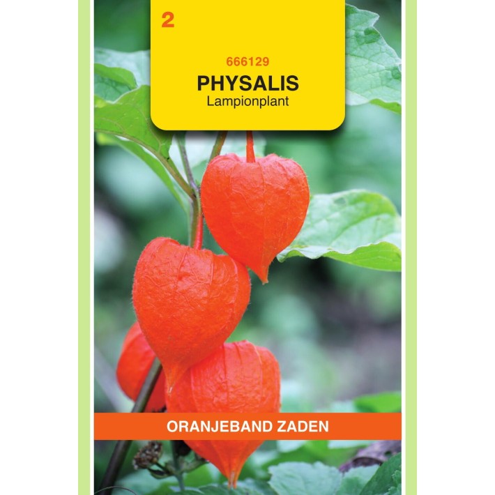 Oranjeband® Physalis Franchetti Gigantea