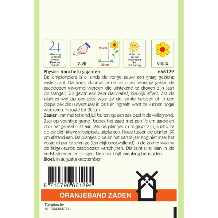 Oranjeband® Physalis Franchetti Gigantea