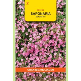 Oranjeband® Saponaria Ocymoides (Rock Soapwort)