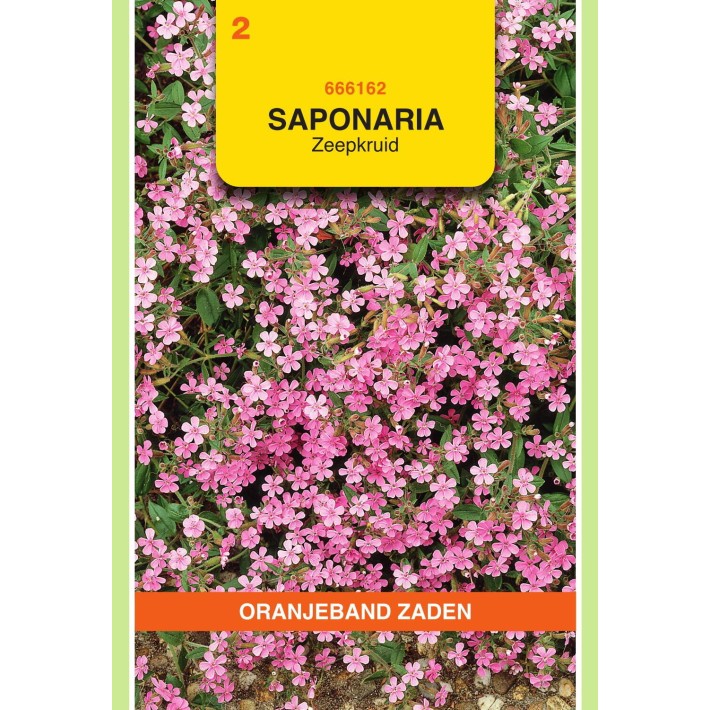 Oranjeband® Saponaria Ocymoides (Saponaire De Montpellier)