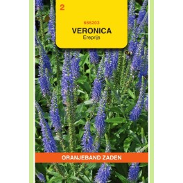 Oranjeband® Veronica Spicata Bleue / Veronique