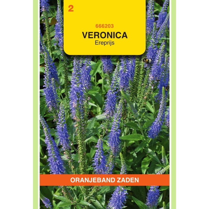 Oranjeband® Veronica Spicata Bleue / Veronique