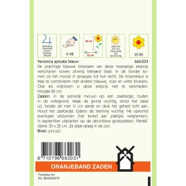 Oranjeband® Veronica Spicata Bleue / Veronique