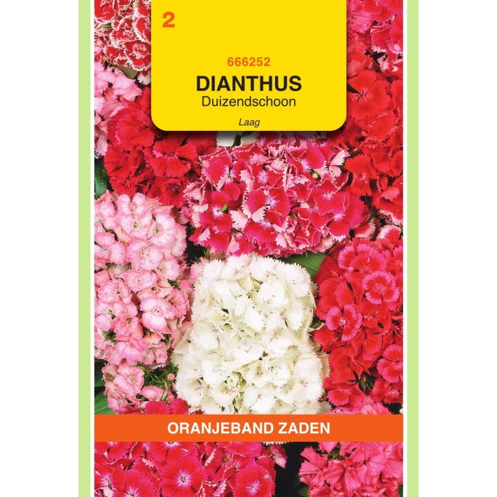 Oranjeband® Dianthus barbatus Dwarf double mixed