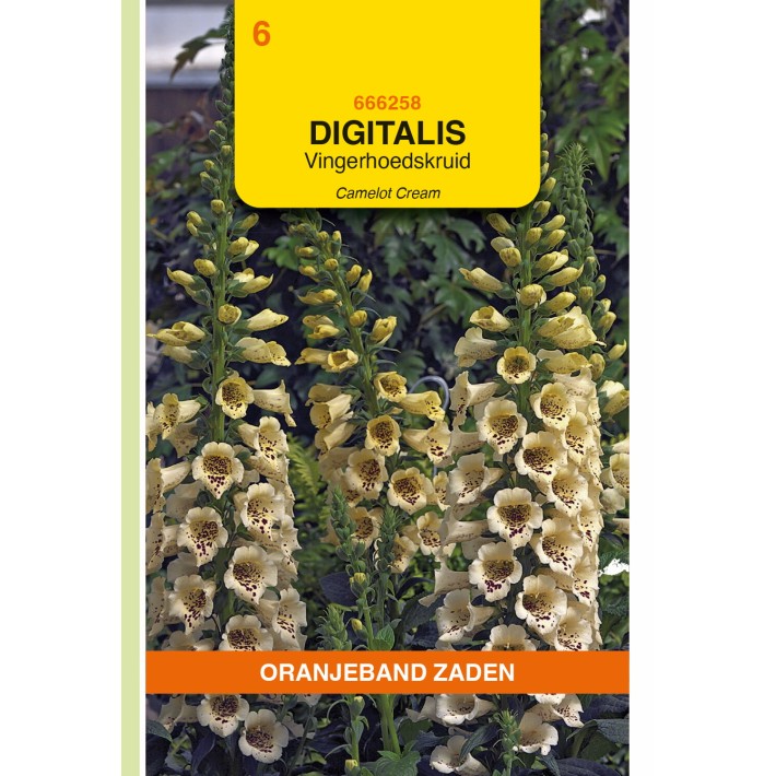 Oranjeband® Digitalis Camelot Cream