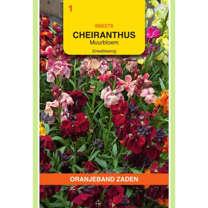 Oranjeband® Cheiranthus Cheirii Single Fair Lady Mixed