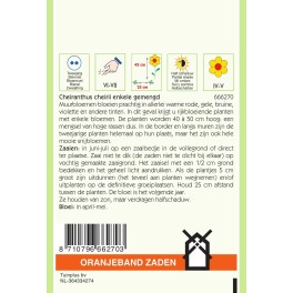 Oranjeband® Cheiranthus Cheirii Single Fair Lady Mixed