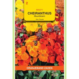 Oranjeband® Cheiranthus Ch. Tom Thumb Mix