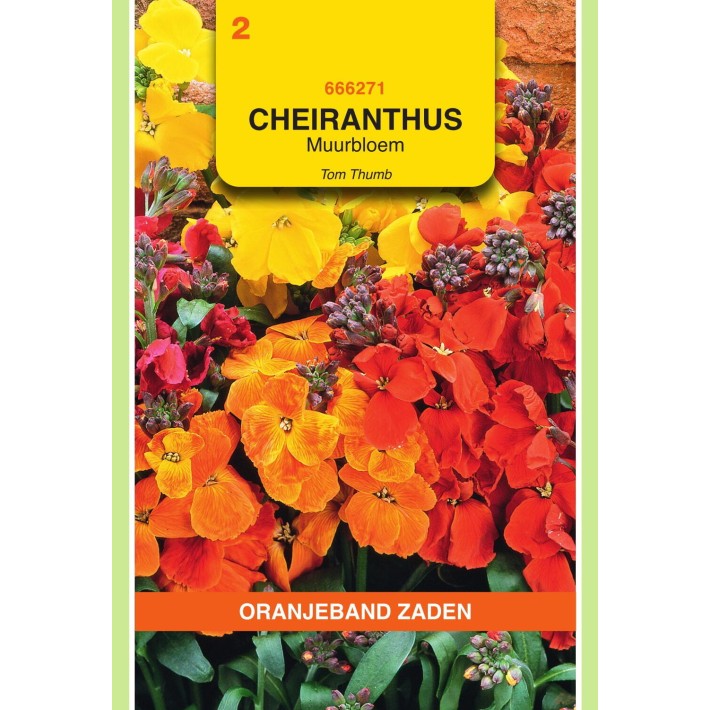 Oranjeband® Cheiranthus Ch. Tom Thumb Mix