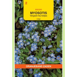 Myosotis, Vergeet-mij-niet Indigo, blauw