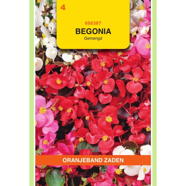 Oranjeband® Begonia Semperflorens Mixed