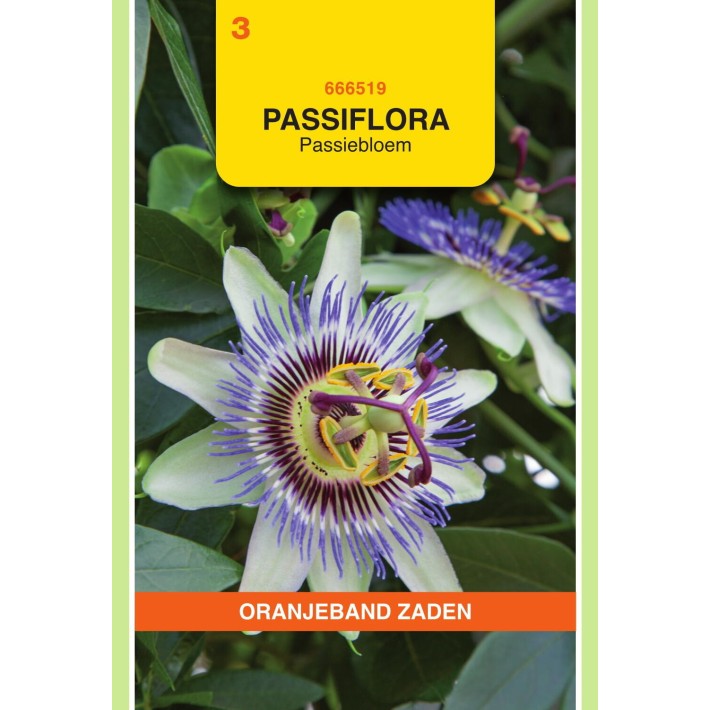 Oranjeband® Flowering Climbers Passiflora caerulea