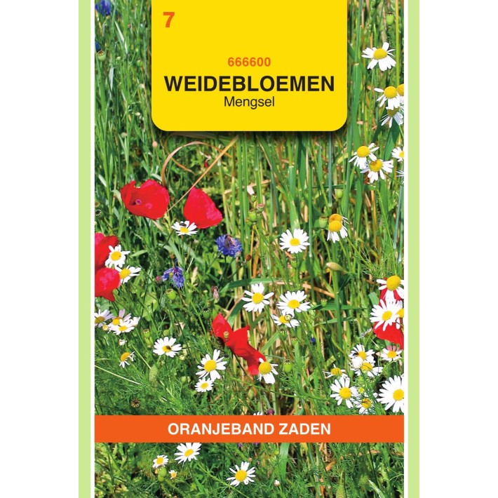 Oranjeband® Fleurs de Prairie en Mélange (Annuelle)