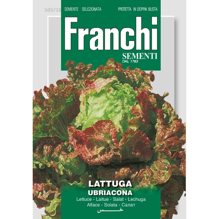 Fr Lettuce Ubriacona 86/38