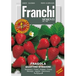 Aardbei Fragola Quattro stagioni