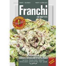 Cichorei, Cicoria var esp Castelfranco