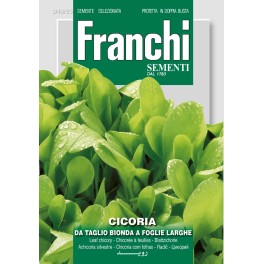 Cichorei, Cicoria Bonda foglie larghe