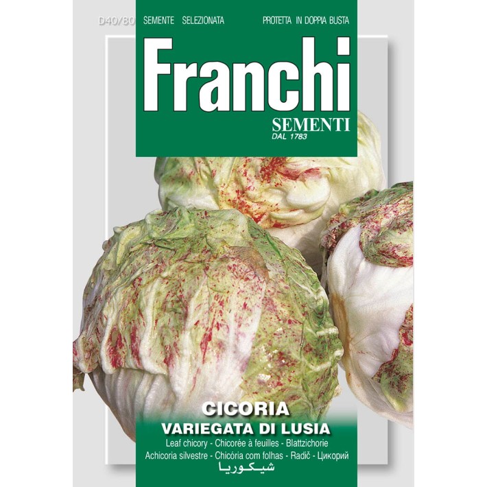 Fr Cichory, Cicoria var.di Lusia 40/80
