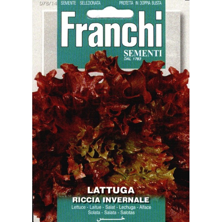 Fr Lattuga Riccia Invernale 78/14