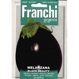 Aubergine, Melanzana Black Beauty