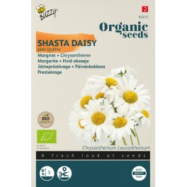 Biologische Chrysanthemum, Margriet May Queen