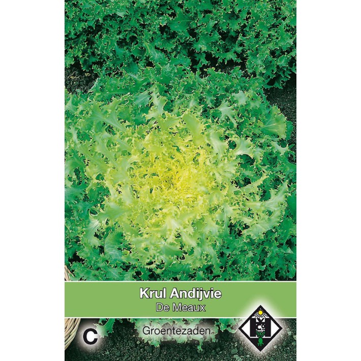 Krul Andijvie De Meaux