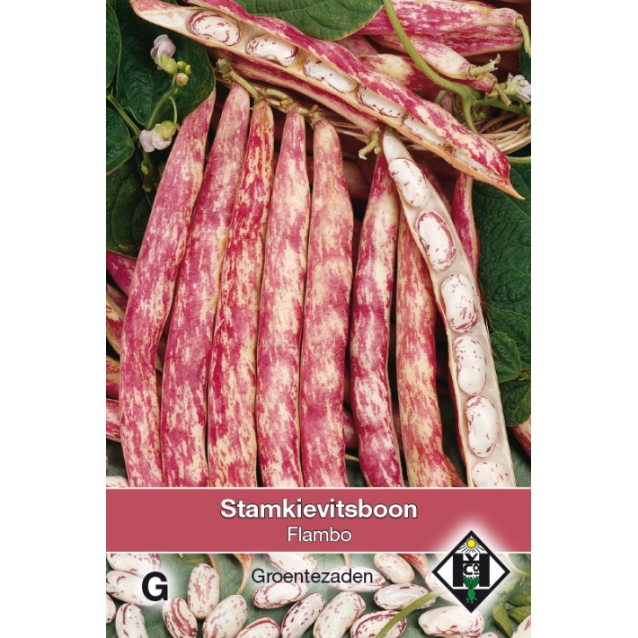 Stamkievitsboon Flambo, 30 gr.