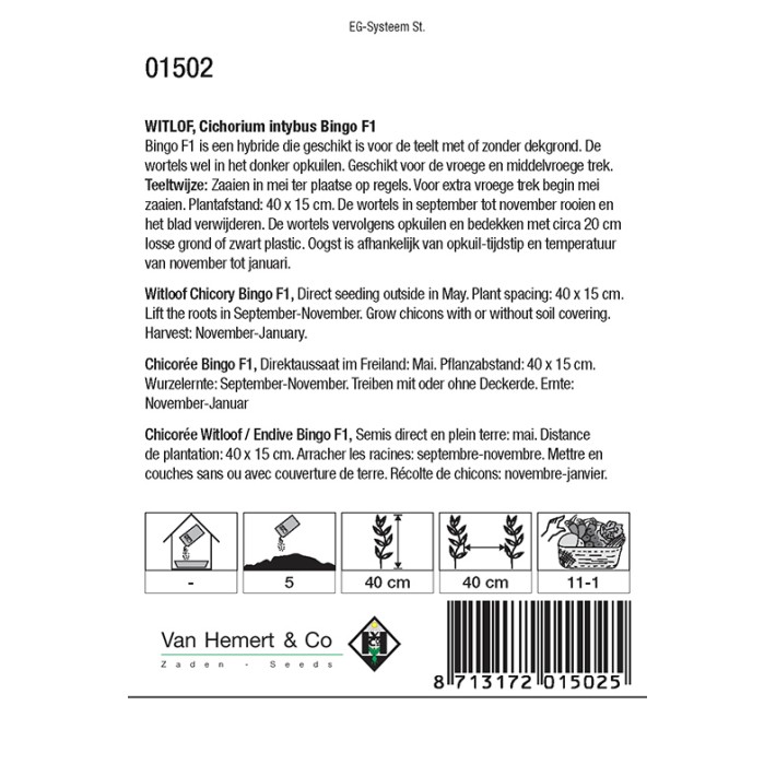 Witlof Bingo F1