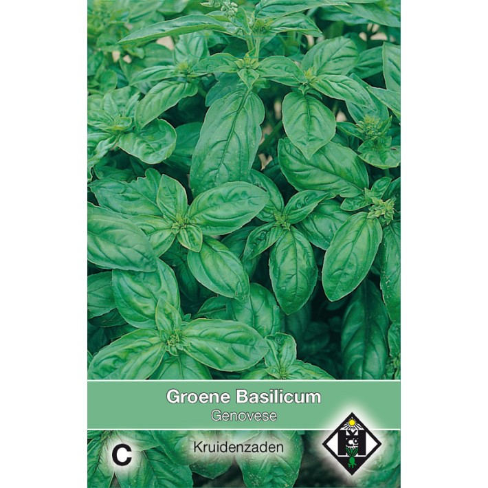 Groene basilicum Genovese