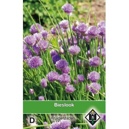 Bieslook / Allium