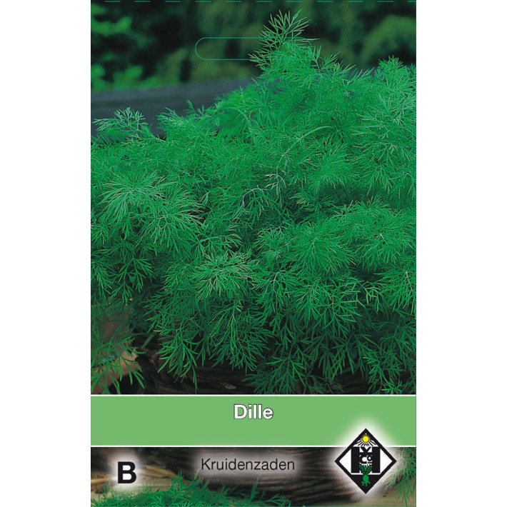 Dille / Anethum