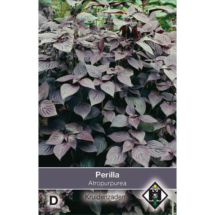 Perilla nankinensis Atropurpurea L.