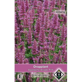 Agastache hybrida Arcado Pink